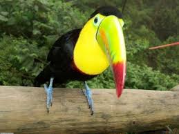 toco toucan images?q=tbn:ANd9GcS