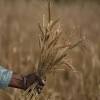 India wheat export ban