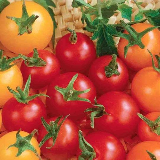 Tomato Cherry Mix - McKenzie Seeds