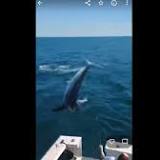 'No Way This Is Happening': Video of Shark Jumping Into Boat Goes Viral