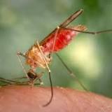 Scientists Engineer Mosquitoes That Can't Spread Malaria