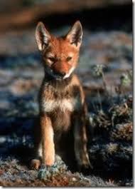  Ethiopian wolves images?q=tbn:ANd9GcS