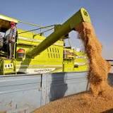 "If Everyone Starts...": G7 Criticises India's Move To Stop Wheat Exports