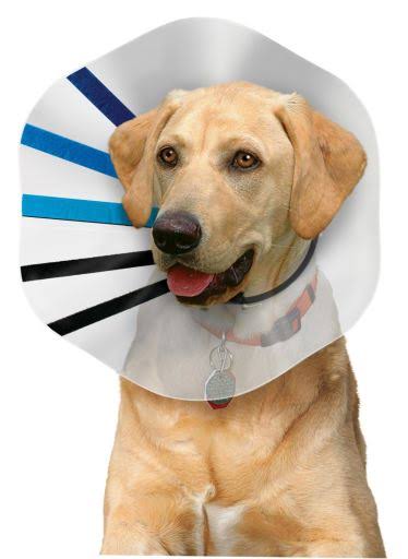 21st Century Inflatable Protective Pet Collar - X-Large