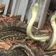 Feisty Capalaba carpet pythons in two-hour tussle | photos, video 