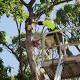 Tree felling causes anger in Cairns CBD 