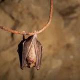 Researchers Find Bat Virus Khosta-2 In Russia, Say It Could Infect Humans