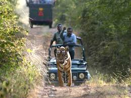 Ranthambore Wildlife Tours Packages From Delhi Hire Car and Driver Service | Ranthambore Wildlife Tiger Safari Tour From Delhi India, Ranthambore Wildlife Tour Packages From Delhi- Wildlife Tour packages -Jim-Corbett Weekend Tour Packages, Corbett wildlife Unique holiday trip, india corbett wildlife tour, Corbett tiger safari tour, india wildlife tour packages, India Tour Package, India Tour From Delhi,Corbett National Park Tour packages,- Jim-Corbett Trip From delhi,wildlife tour india, car Rental Delhi,India Tour Package, India Tour Package From Delhi, Rajasthan Tour Package From Delhi, Taj Mahal Tour From Delhi- wildlife tour,Corbett national park tour india- Corbett wildlife Tour from delhi- JimCorbett National Park tour from delhi-Corbett tour packages- corbett tour from delhi,Delhi Sightseeing Tour, Delhi Same Day Tour, Delhi Rajasthan Tour, Corbett National Park Tour packages india, Carhireindelhi