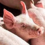 Foot and mouth ruled out in English pig farm disease case