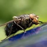 By vomiting on our food, the fly would be a vector of diseases more dangerous than the mosquito
