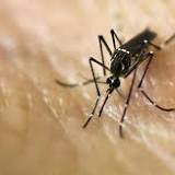 Health officials confirm cases of West Nile virus in DeKalb County