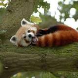 Human impact is driving red pandas towards potential extinction