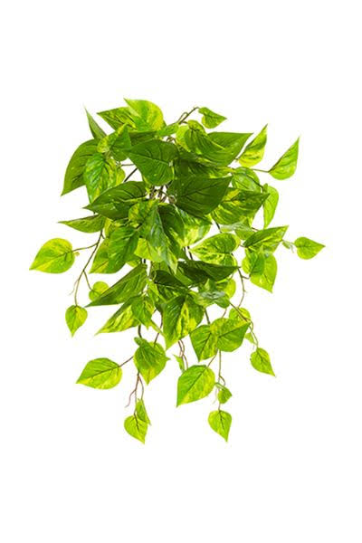 Allstate Floral PBP075-GR-WH 19 in. UV Protected PVC Pothos Leaf Bush - Green & White 10 Leafs