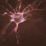 Engineered Neurons Could Help Treat Parkinson's