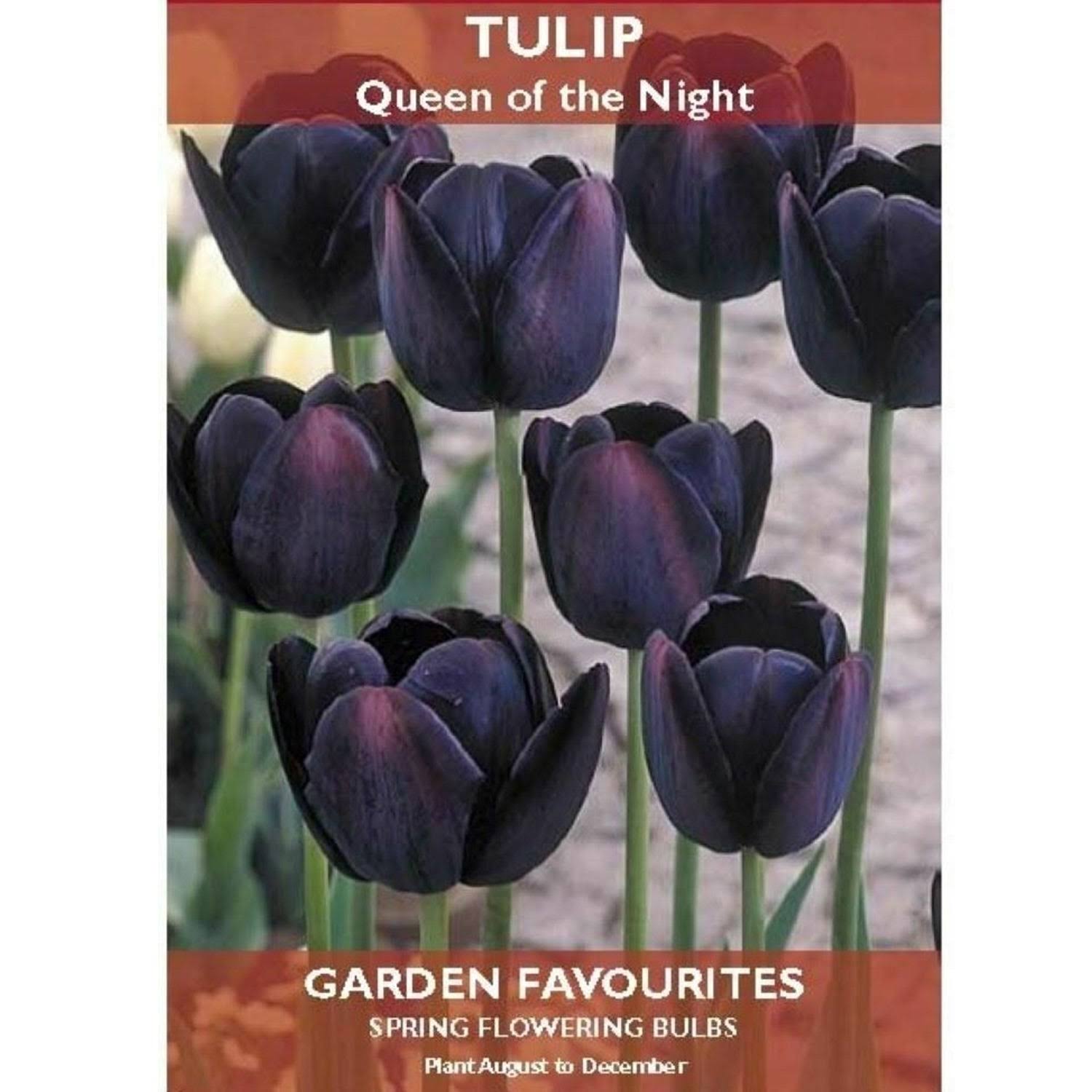 Tulip Queen of The Night Bulbs 5 Pack