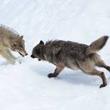A Mind-Controlling Parasite Is Making Yellowstone Wolves Foolhardy