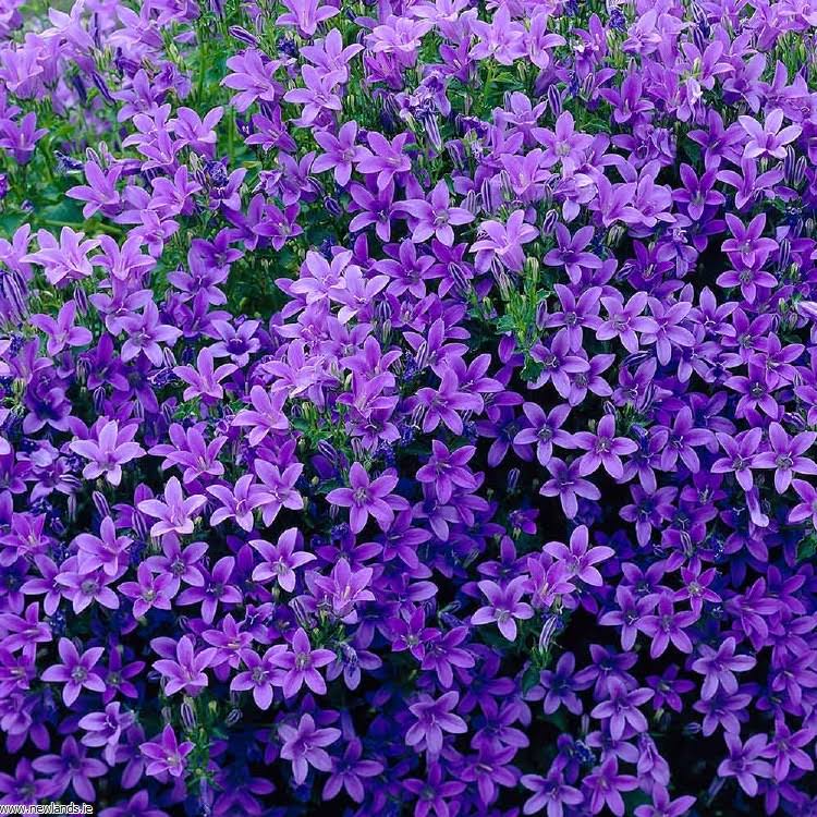Campanula Ambella Intense Purple,Newlands