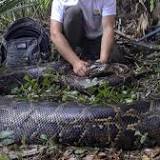 Largest ever Burmese python in Florida found in Collier County