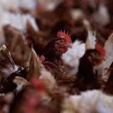 Avian flu outbreak wipes out record 50.54 million US birds
