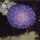 Mysterious 'purple blob' detected by Nautilus on ocean bed could be new nudibranch species 