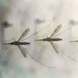 A viral infection can attract mosquitoes to humans
