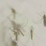 West Nile virus found in Canton mosquito sample