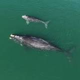 The declining size of North Atlantic right whales threatens the endangered species, new study finds