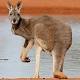 Kangaroos left-handed, researchers say 