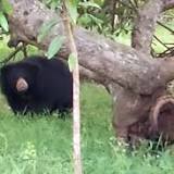 Bear which killed man in Andhra finally caught