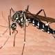 Asian tiger mosquito: Disease-carrying insect detected in Cairns, far north Qld 