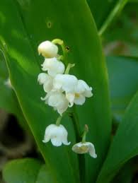 http://t0.gstatic.com/images?q=tbn:mLwEOqIpuMqHZM:http://photo.ortho.free.fr/images/fleurs/muguet.jpg